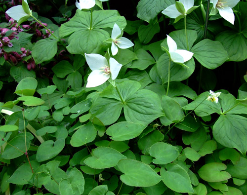 Trillium flexipes and Epimedium versicolour Sulphureum