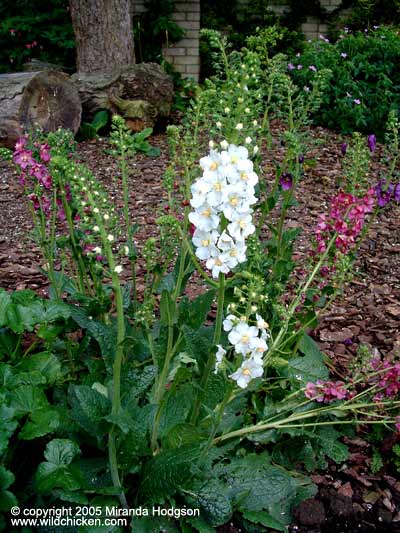 Verbascum phoeniceum