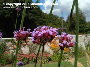 Verbena bonariensis - flowers