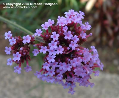 Verbena bonariensis - close-up