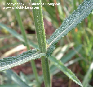 Verbena bonariensis - stalk