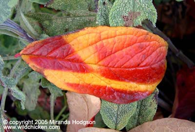 Viburnum leaf