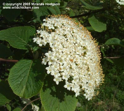 Viburnum lantana - close-up