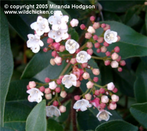 Viburnum tinus 'Eve Price' - close-up