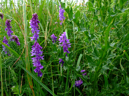 Vetch