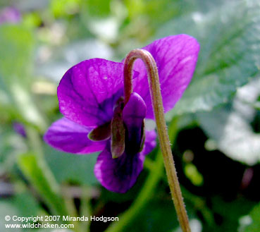 Viola odorata back