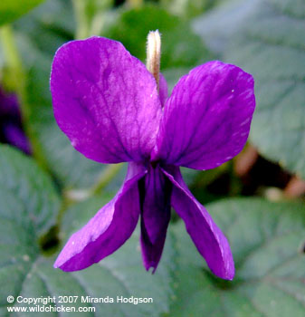 Viola odorata front