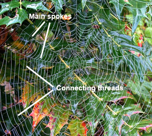 Spider web design
