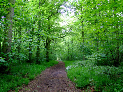 A dirt road in the woods