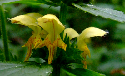 The patterns on a Yellow Archangel flower