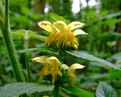 Yellow Archangel