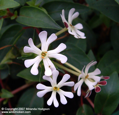 Zaluzianskya capensis flowers